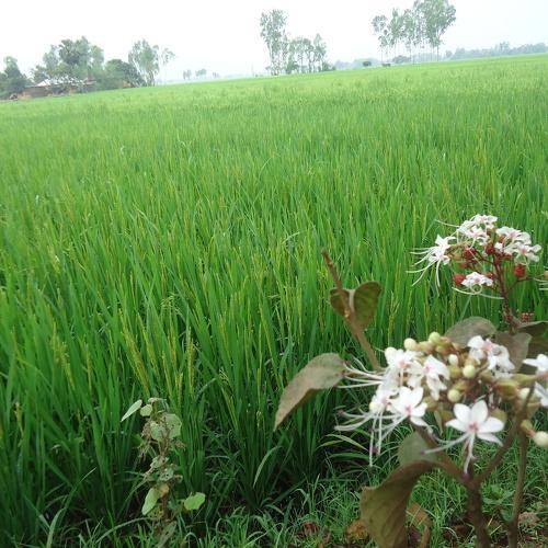 Photo #4506833