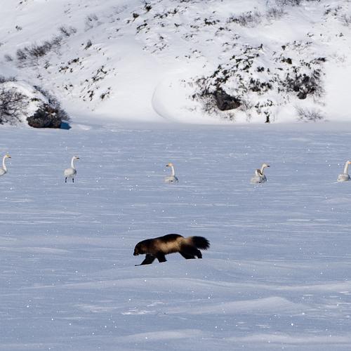 Photo #4507380