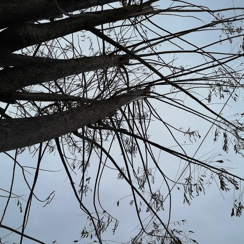 Photo #4508525