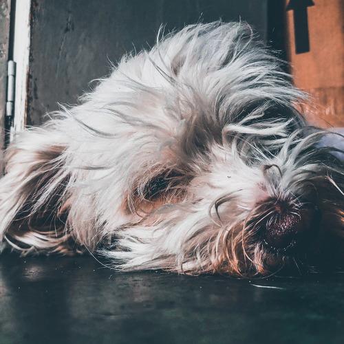 Photo #4508541
