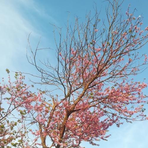 Photo #4508895