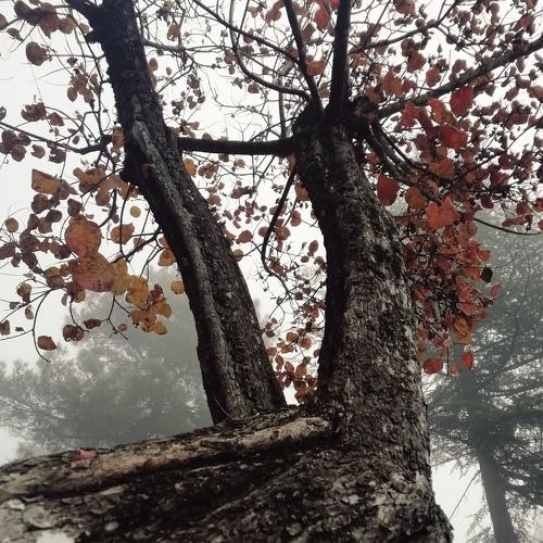 Photo #4509833