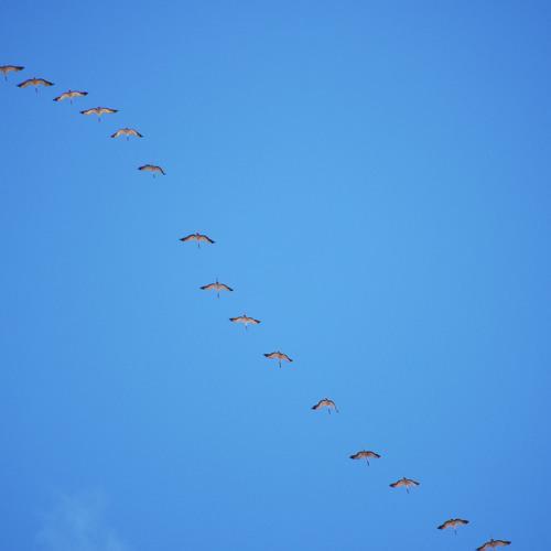 Photo #4509927