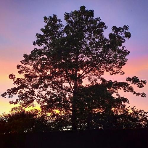 The Tree and the Beauty of the Afternoon Sky