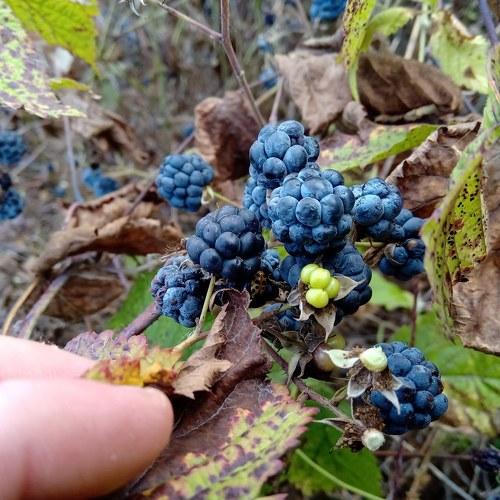 Photo #4511102