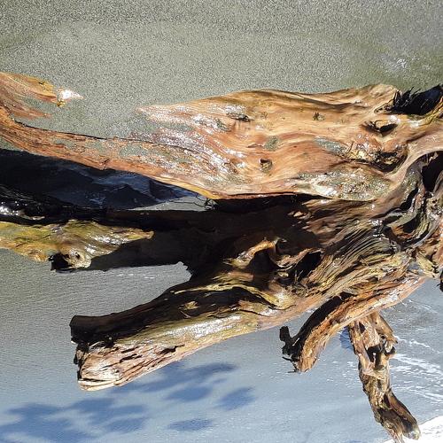 Sea Log