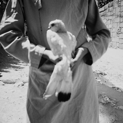 Photo #4513043