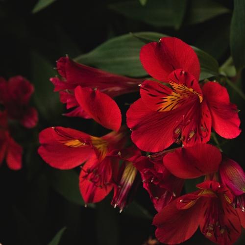 melancolía sin rosas
