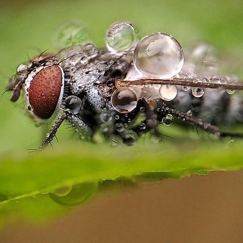Photo #4513701