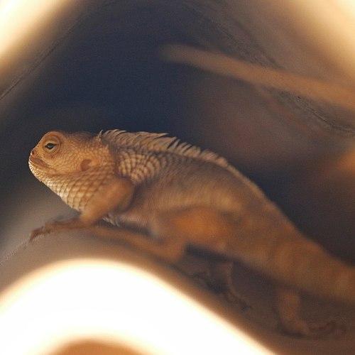 Lizard