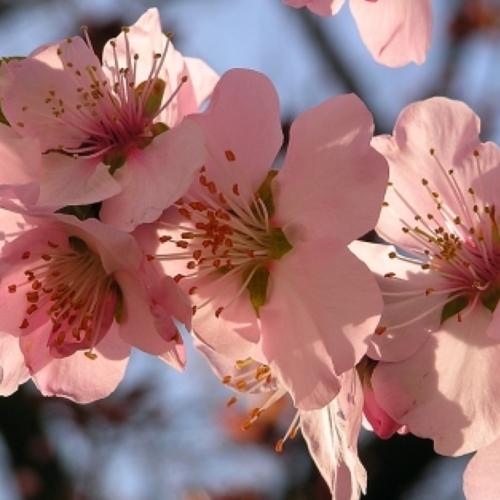 Photo #4514284