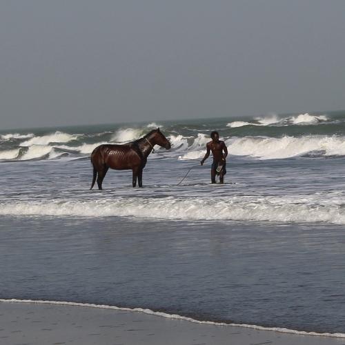 Photo #4514534