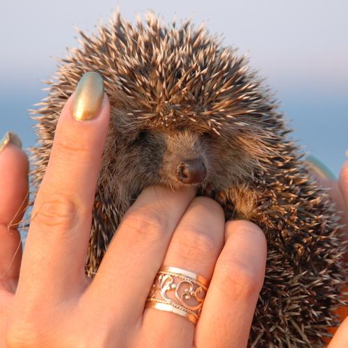 Photo #4515180