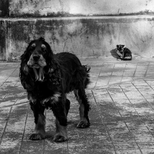 Photo #4515219