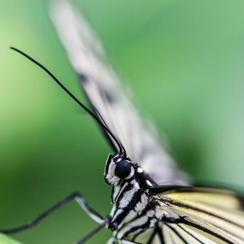 Idea leuconoe
