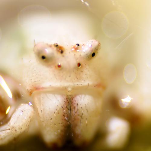 Photo #4515865