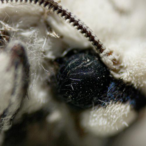 Photo #4515867