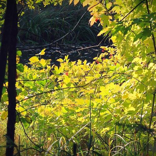 Photo #4516290