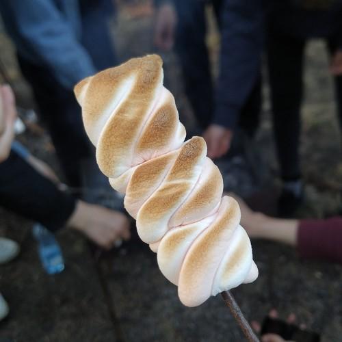 Photo #4516835