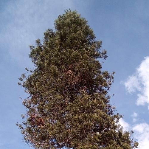 Photo #4519305