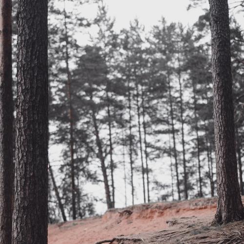 Roots|Корни