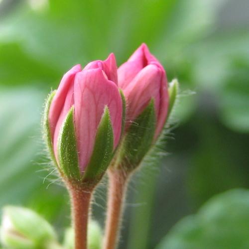 Photo #4519570