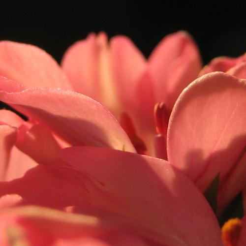 Photo #4520144