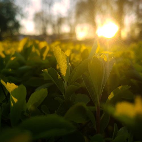 Photo #4520382