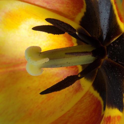 Photo #4520617