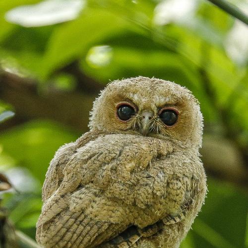 Photo #4520759