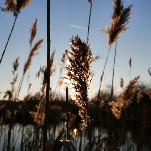 Photo #4521044