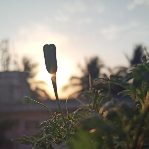 Photo #4521083