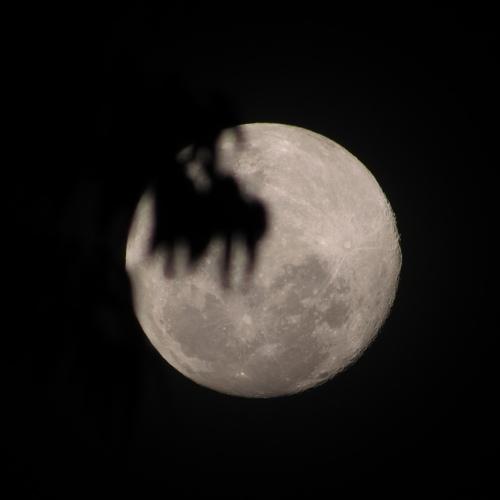 Photo #4521117