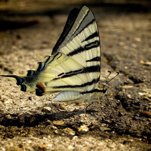 Photo #4521417