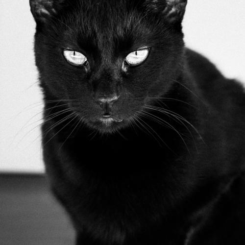 Photo #4521535