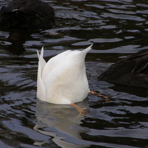 Photo #4521704
