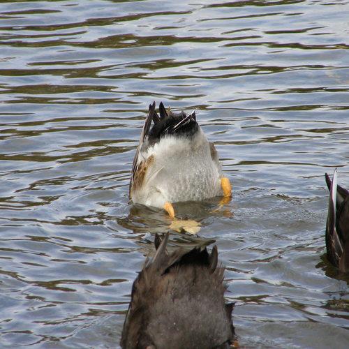 Photo #4521705