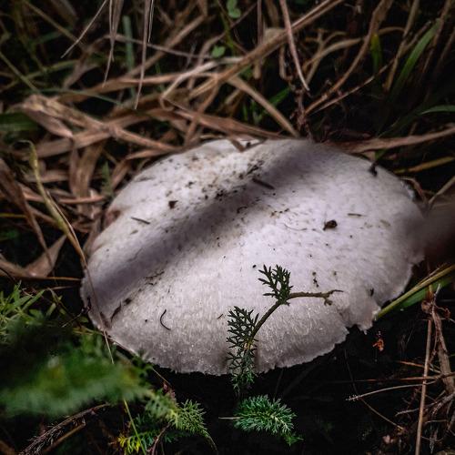 Photo #4522021