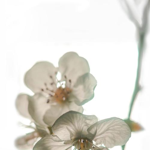 Photo #4522608