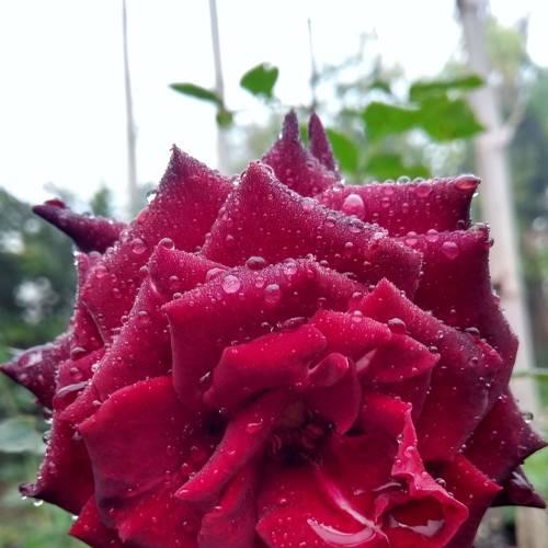 Photo #4522741
