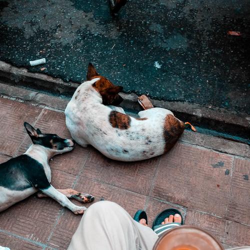 A Daily City Life