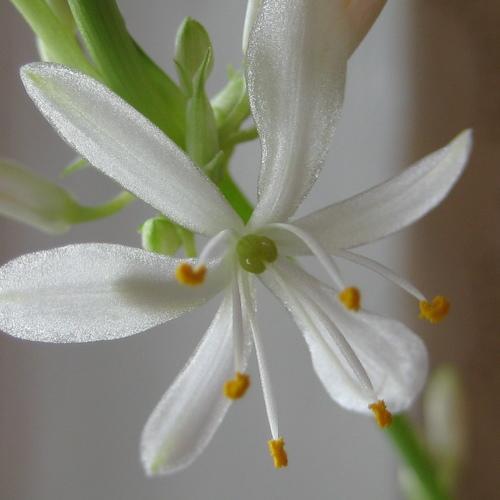 Photo #4523645