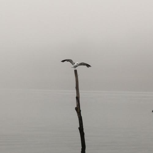 Photo #4523902