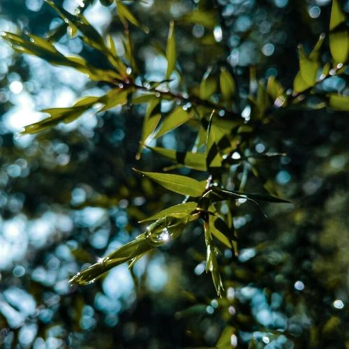 Photo #4524121