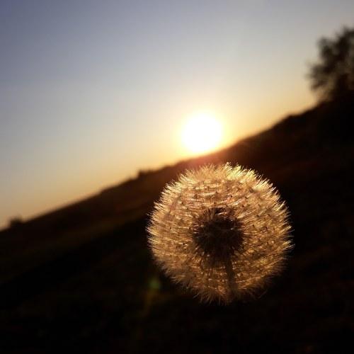 Photo #4524185