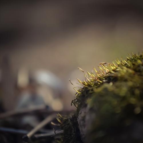 Photo #4525386