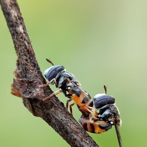 Photo #4526019