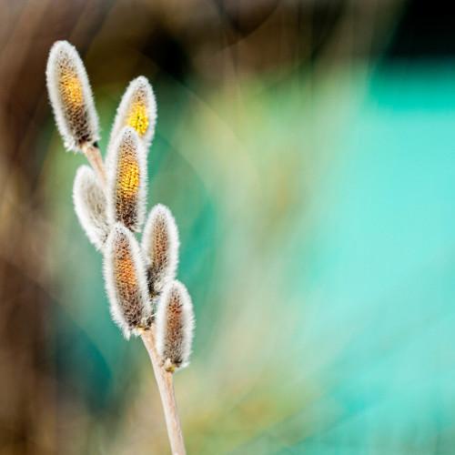 Photo #4526084