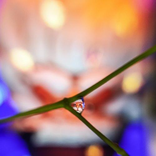Photo #4526292