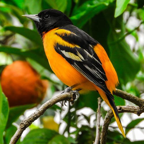 Cacique Veranero (Icterus galbula)